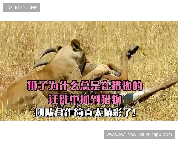 “亚戈·卡尔曼的脚下技巧与团队协作，带领阿根廷美洲狮队屡创佳绩”